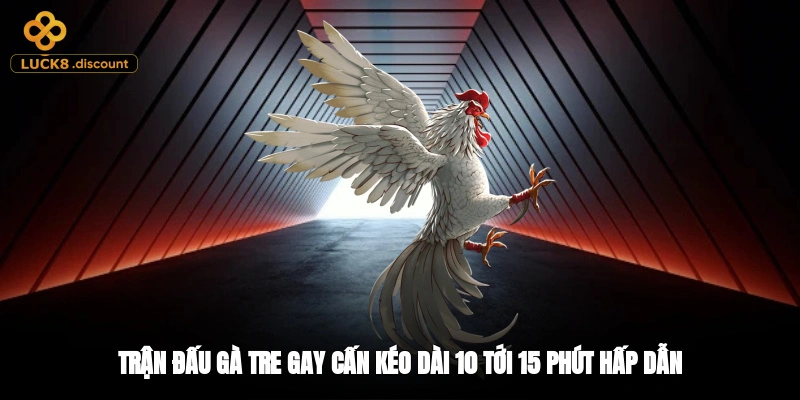 Trận đấu gà tre gay cấn kéo dài 10-15 phút hấp dẫn